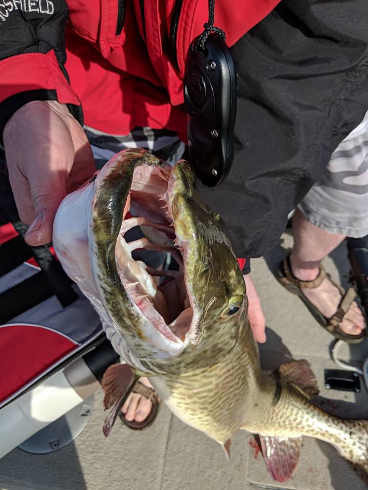 Steve Young muskie 3